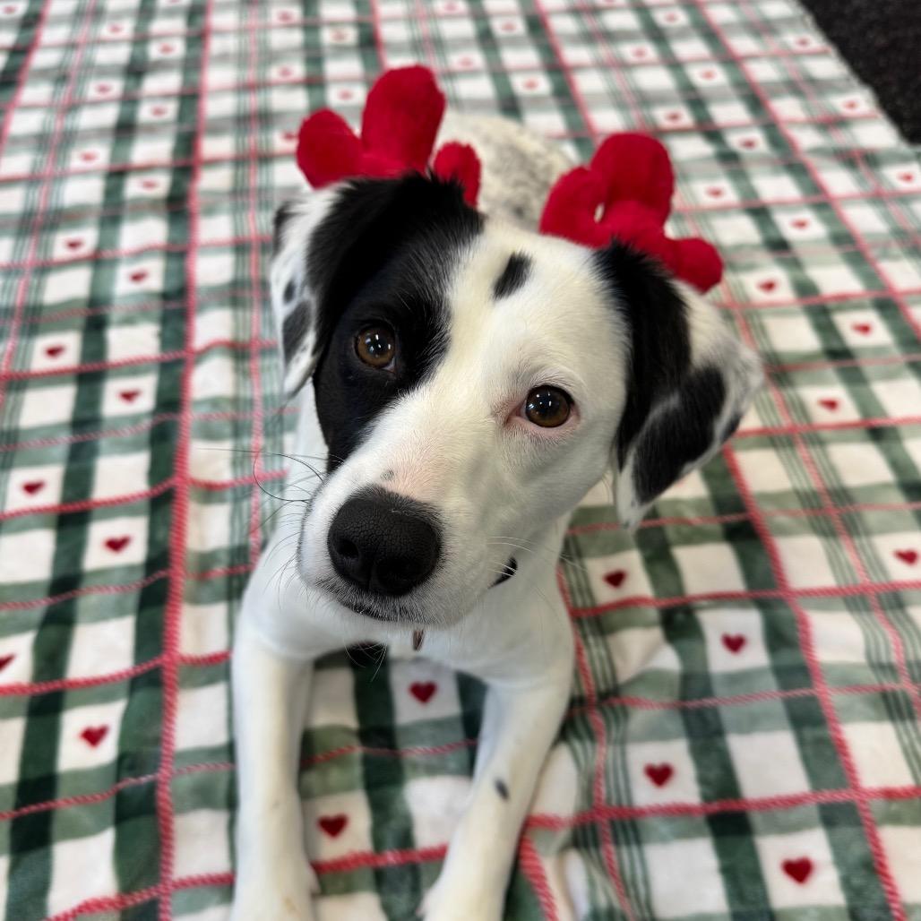 Virginia, Adoptable, Young Female Mixed Breed.