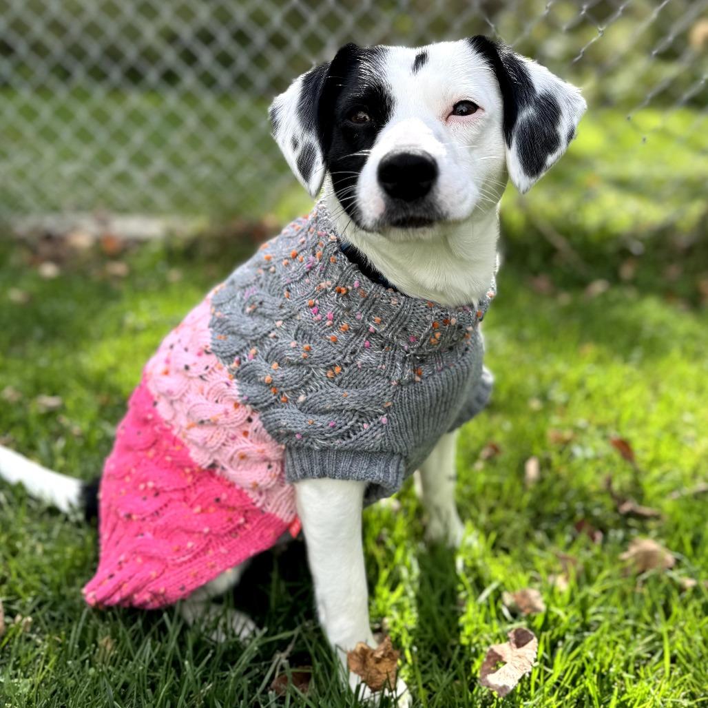 Virginia, Adoptable, Young Female Mixed Breed.