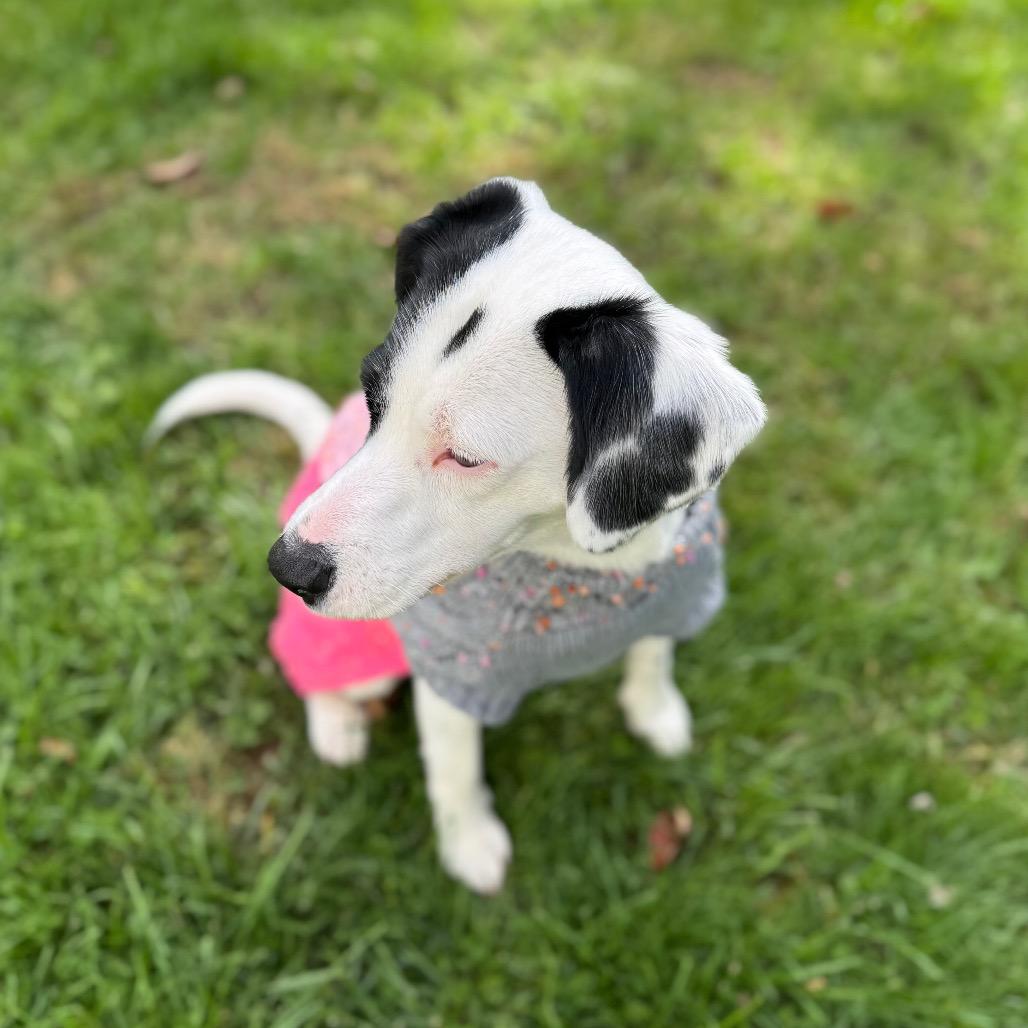 Virginia, a Adoptable mixed breed in Middlebury, VT image 3/6