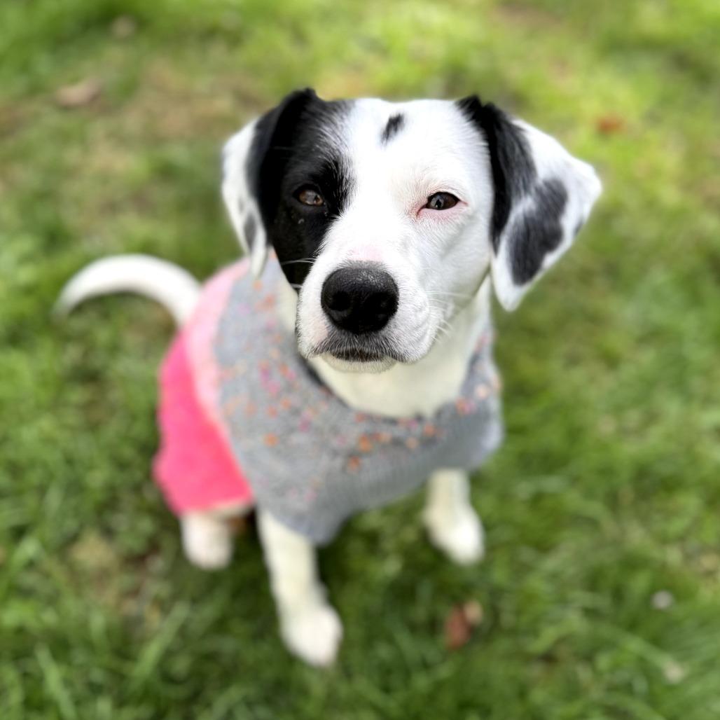 Virginia, a Adoptable mixed breed in Middlebury, VT image 5/6