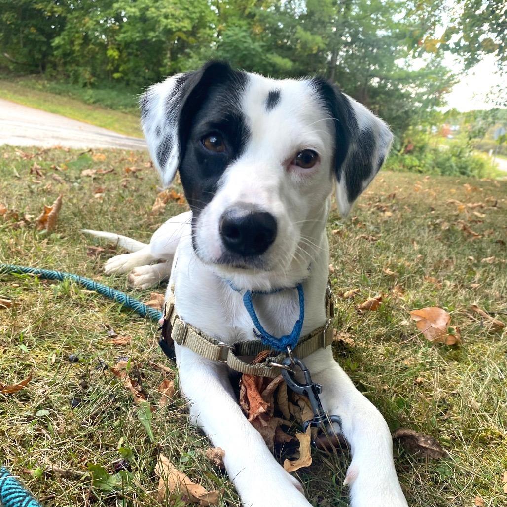 Virginia, a Adoptable mixed breed in Middlebury, VT image 6/6