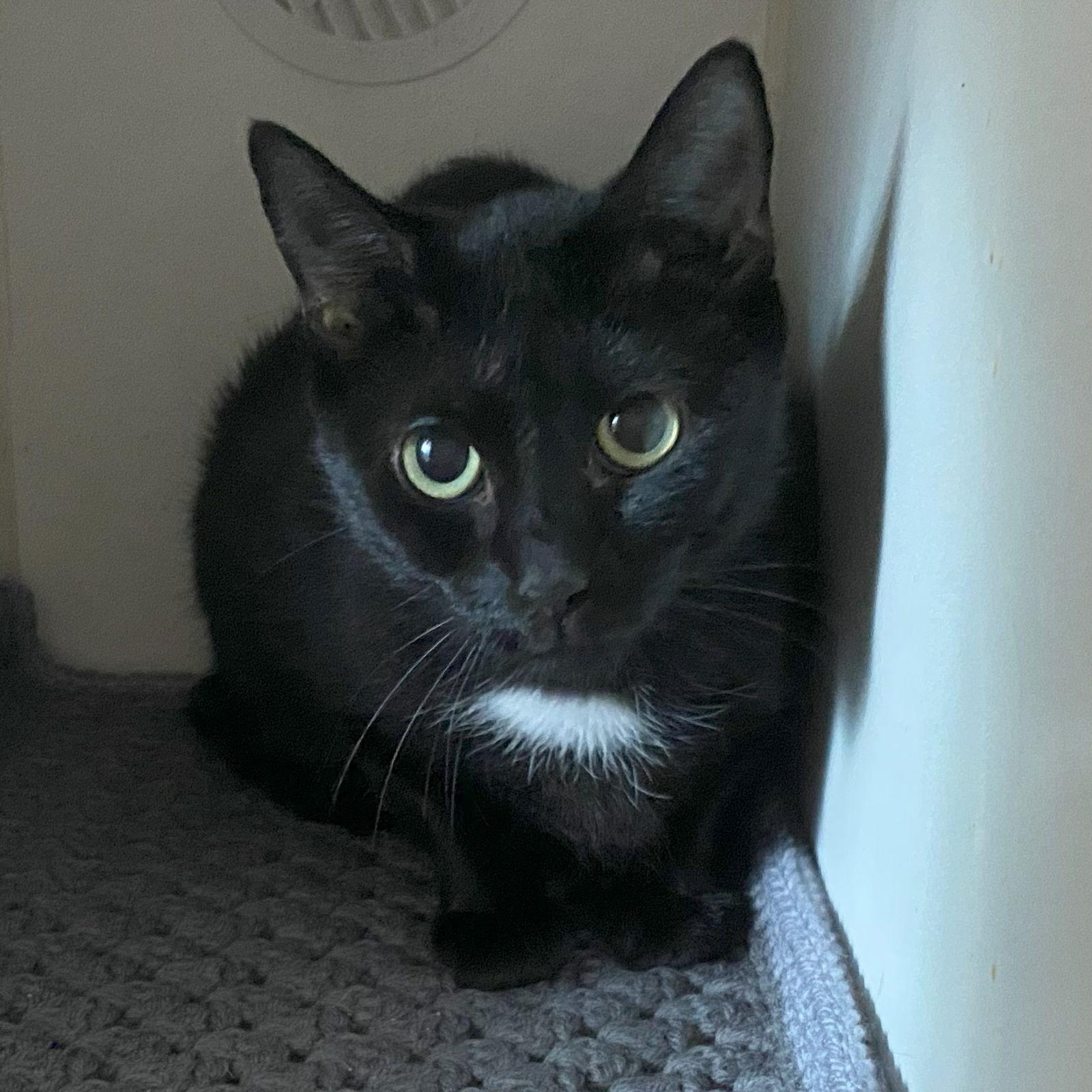 Enlarge Minna, a Adoptable Domestic Short Hair in Gettysburg, PA image 2/2