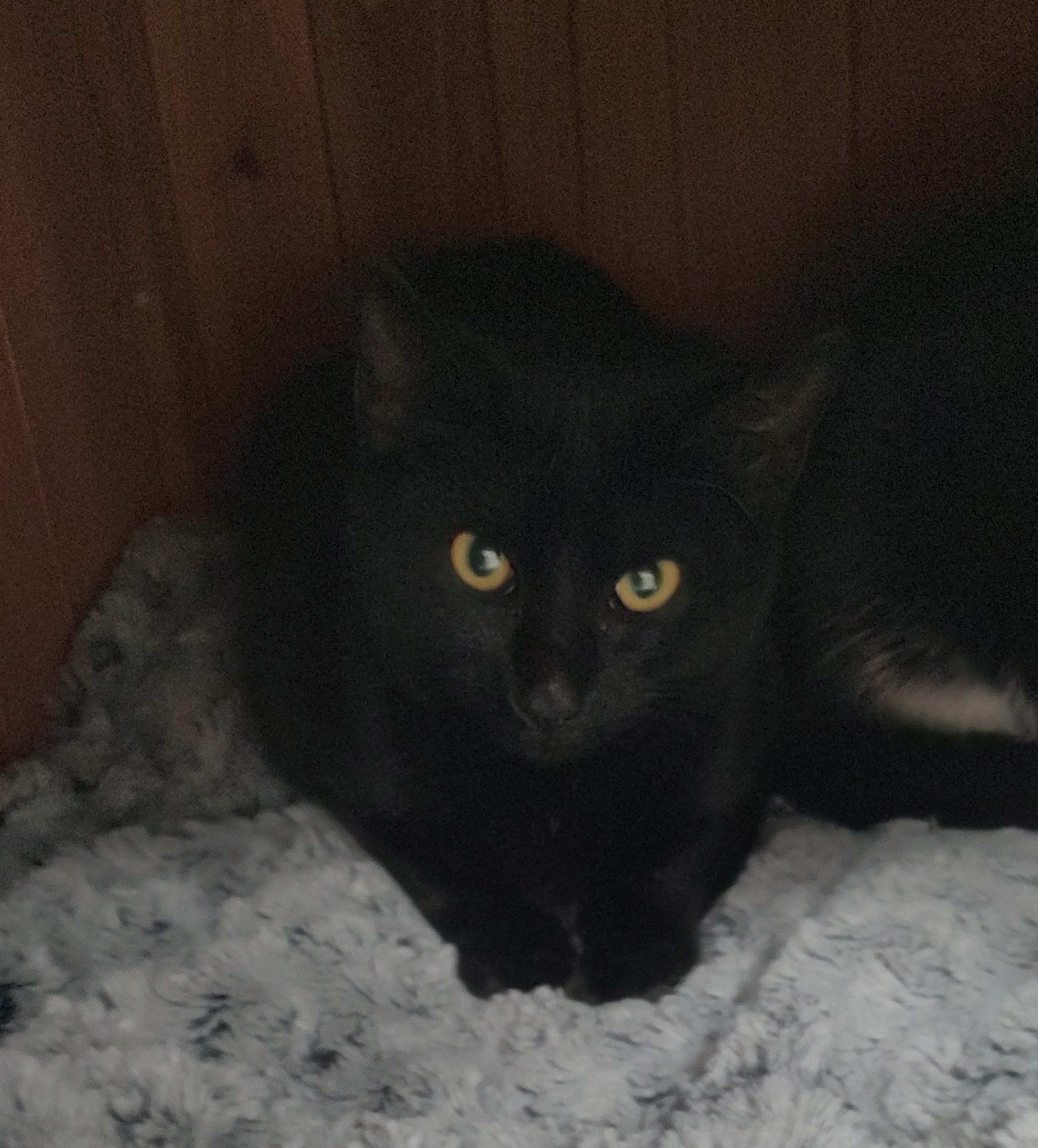 Enlarge Stuffin, a ADOPTABLE Domestic Short Hair in Newburgh, NY image 1/1