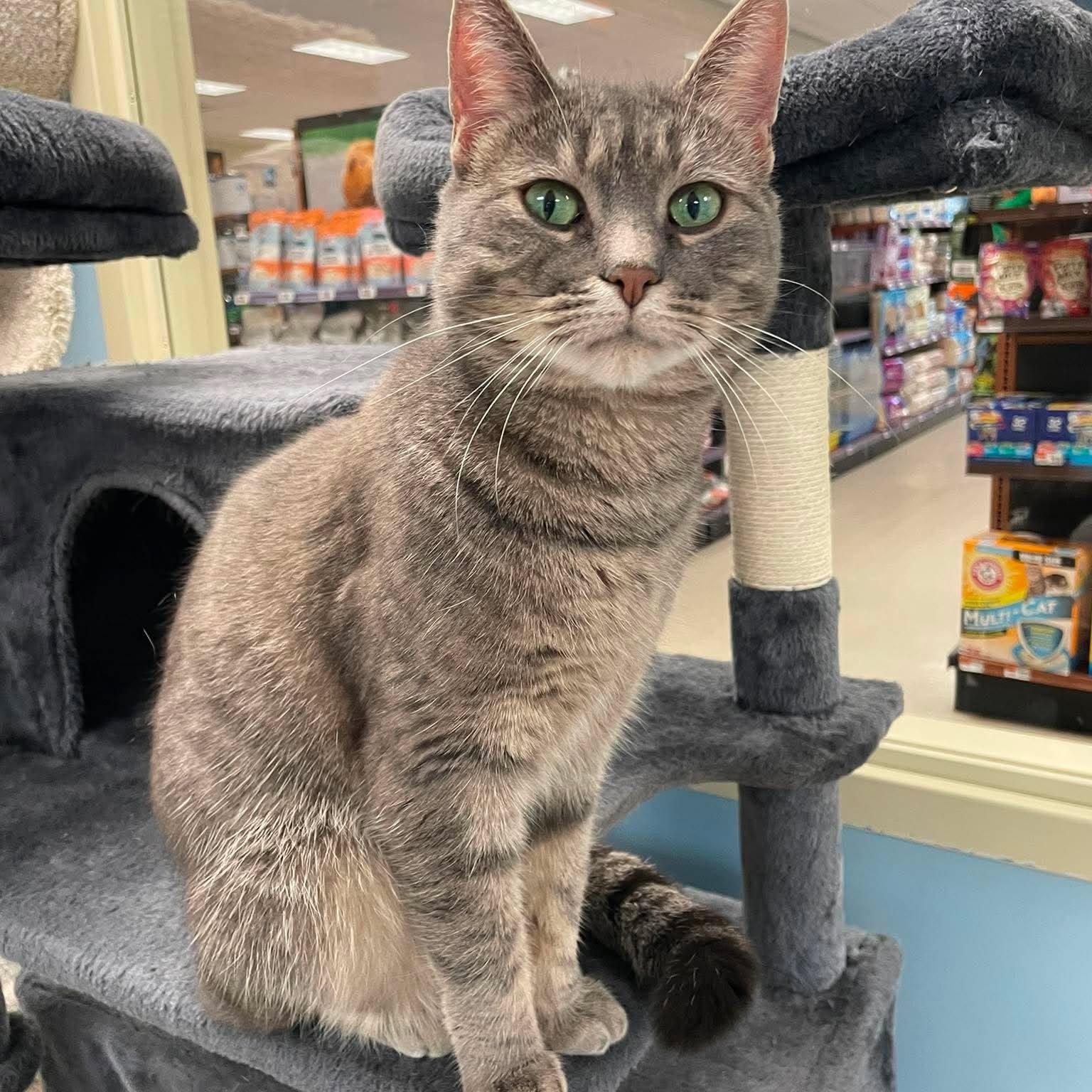 Melody, ADOPTABLE, Young Female Domestic Short Hair.
