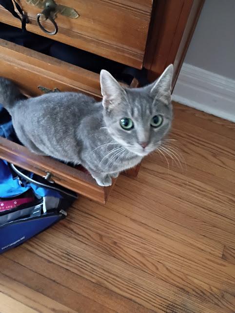 Melody, a ADOPTABLE Domestic Short Hair in Rochester, NY image 1/5