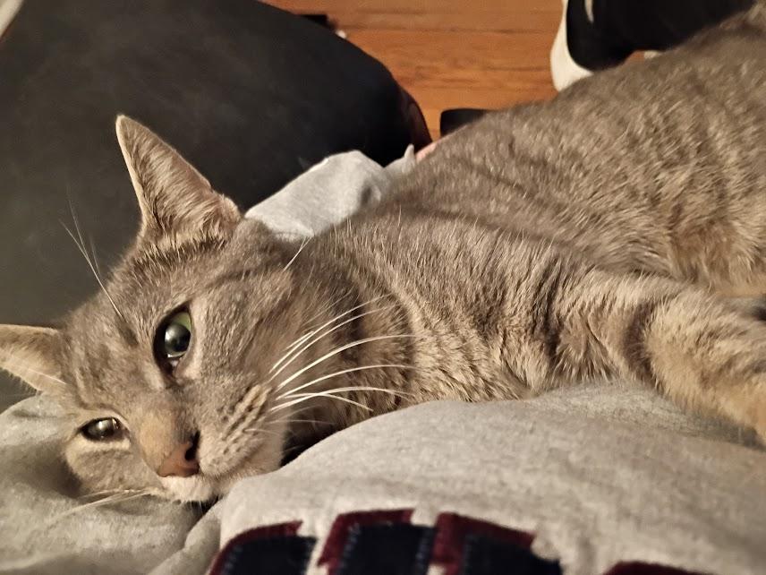 Melody, a ADOPTABLE Domestic Short Hair in Rochester, NY image 2/5