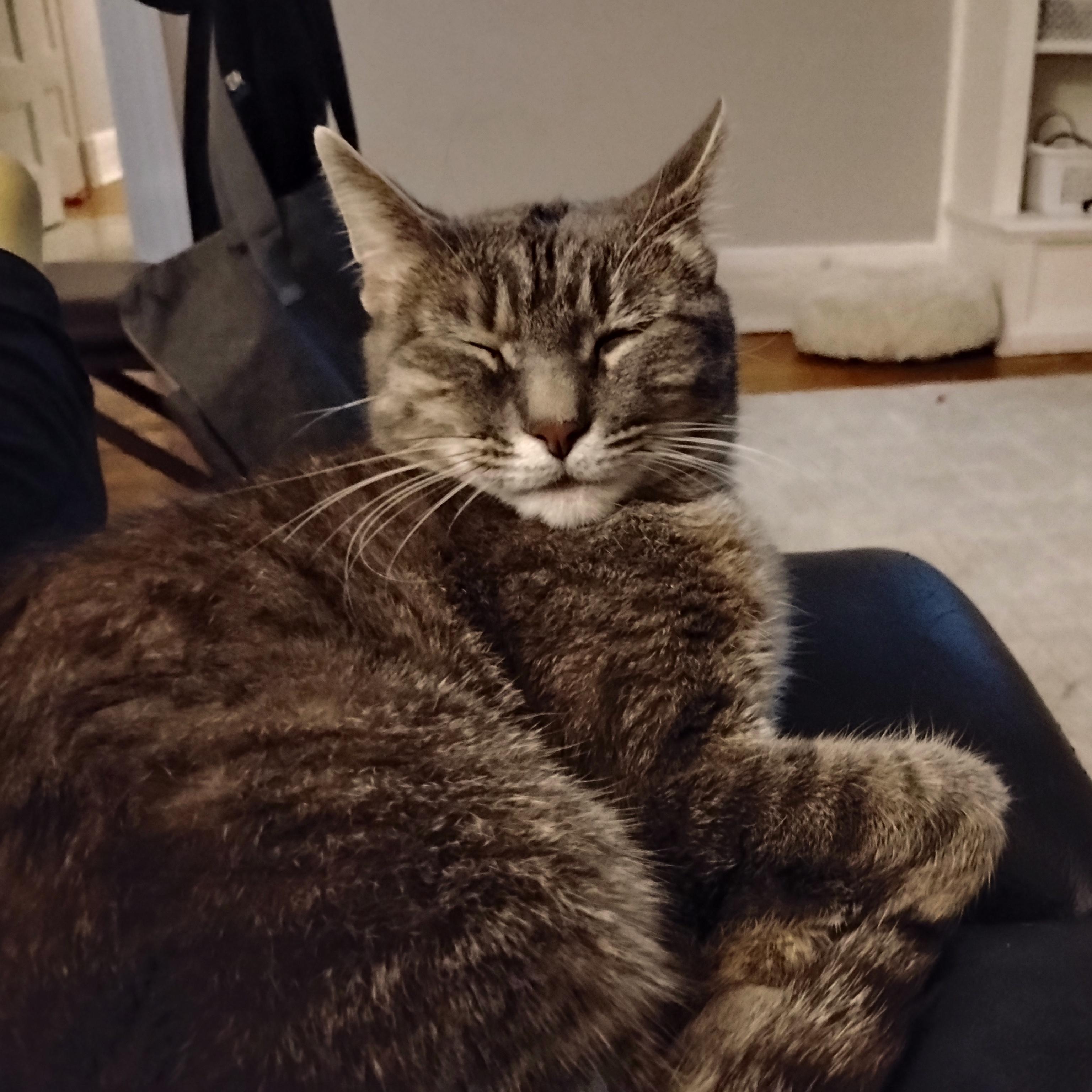 Melody, a ADOPTABLE Domestic Short Hair in Rochester, NY image 4/4