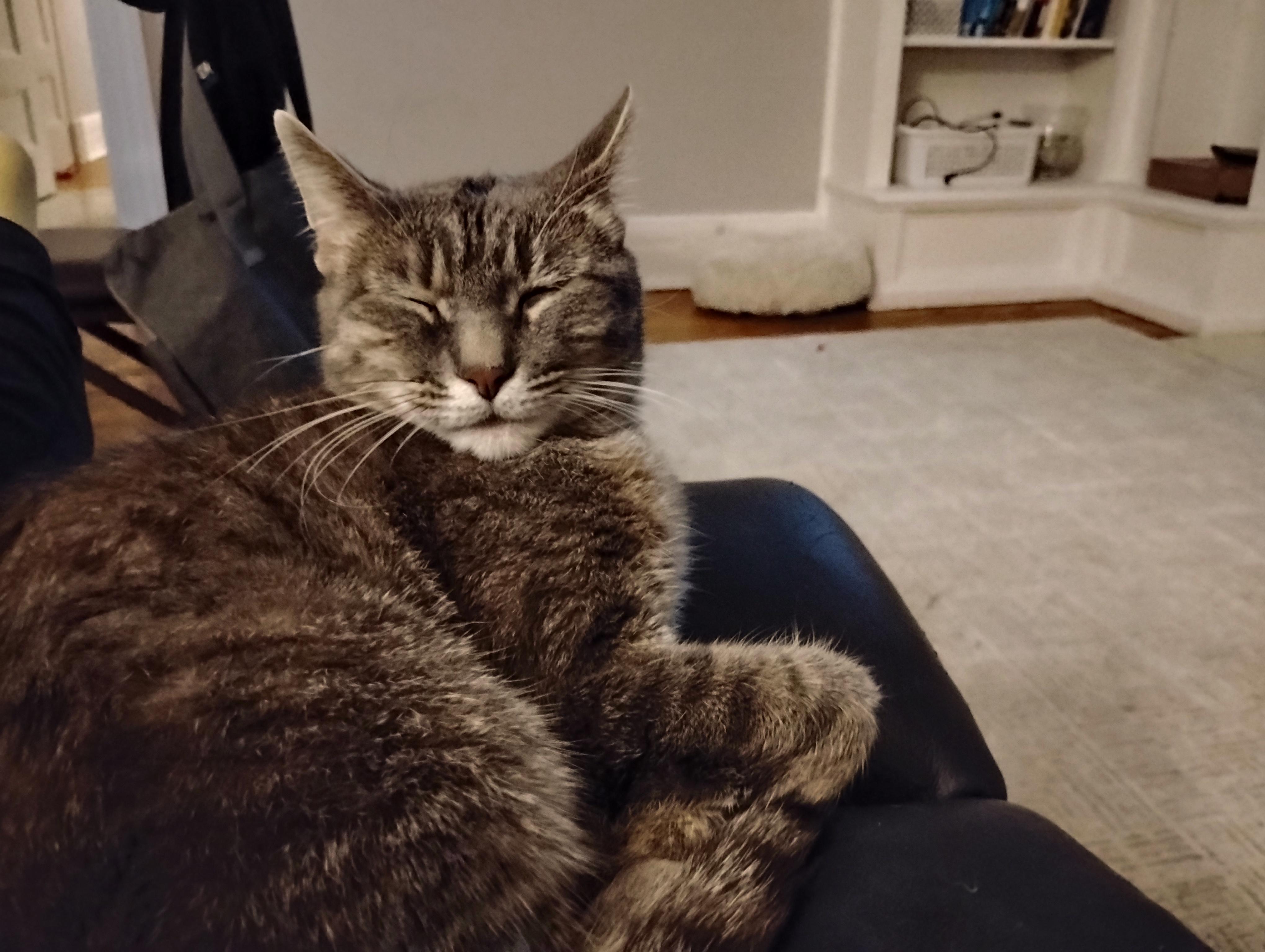 Enlarge Melody, a ADOPTABLE Domestic Short Hair in Rochester, NY image 3/4