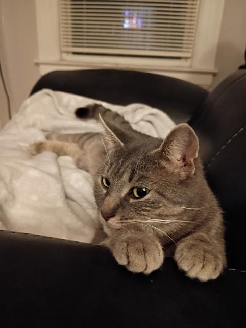 Melody, a ADOPTABLE Domestic Short Hair in Rochester, NY image 3/5