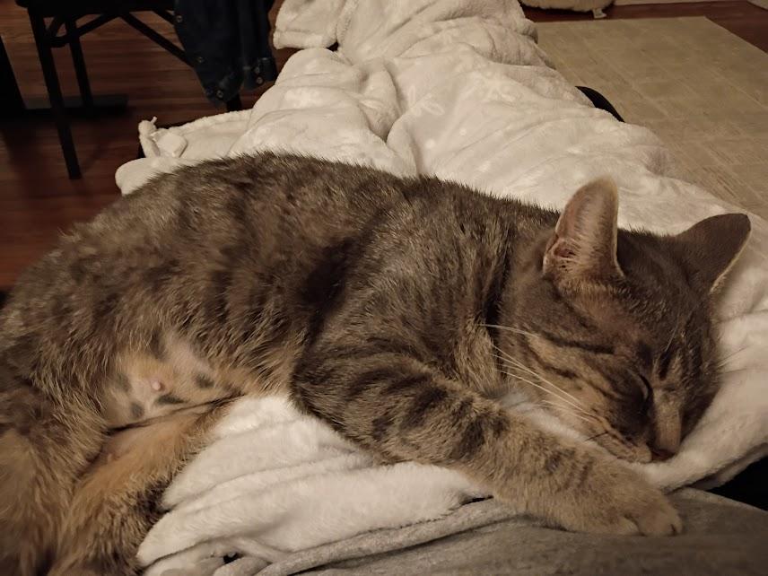 Melody, a ADOPTABLE Domestic Short Hair in Rochester, NY image 4/5