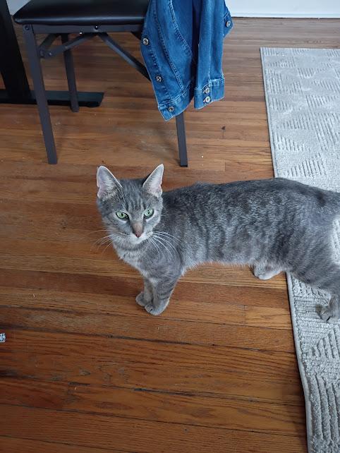 Melody, a ADOPTABLE Domestic Short Hair in Rochester, NY image 5/5