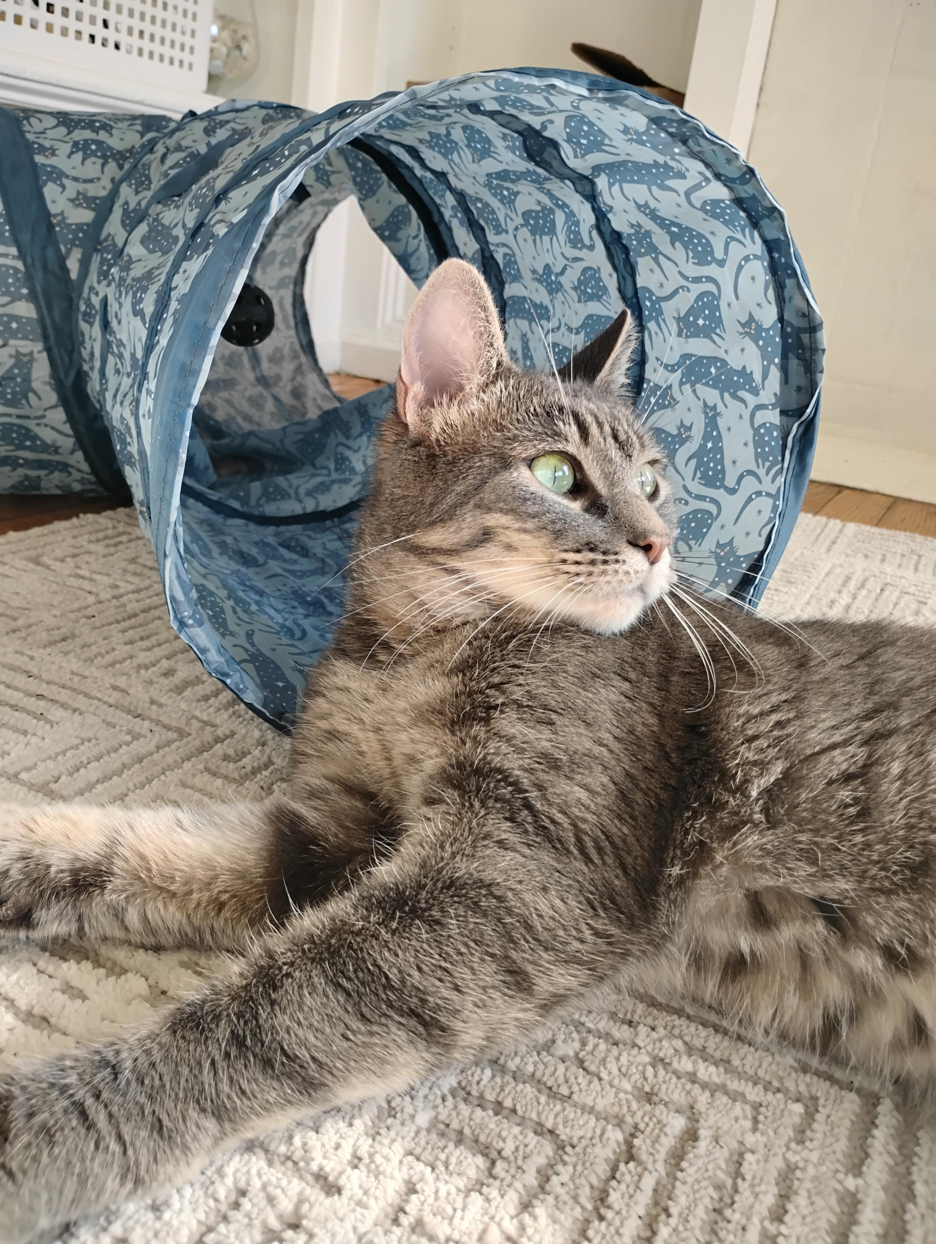 Enlarge Melody, a ADOPTABLE Domestic Short Hair in Rochester, NY image 2/4