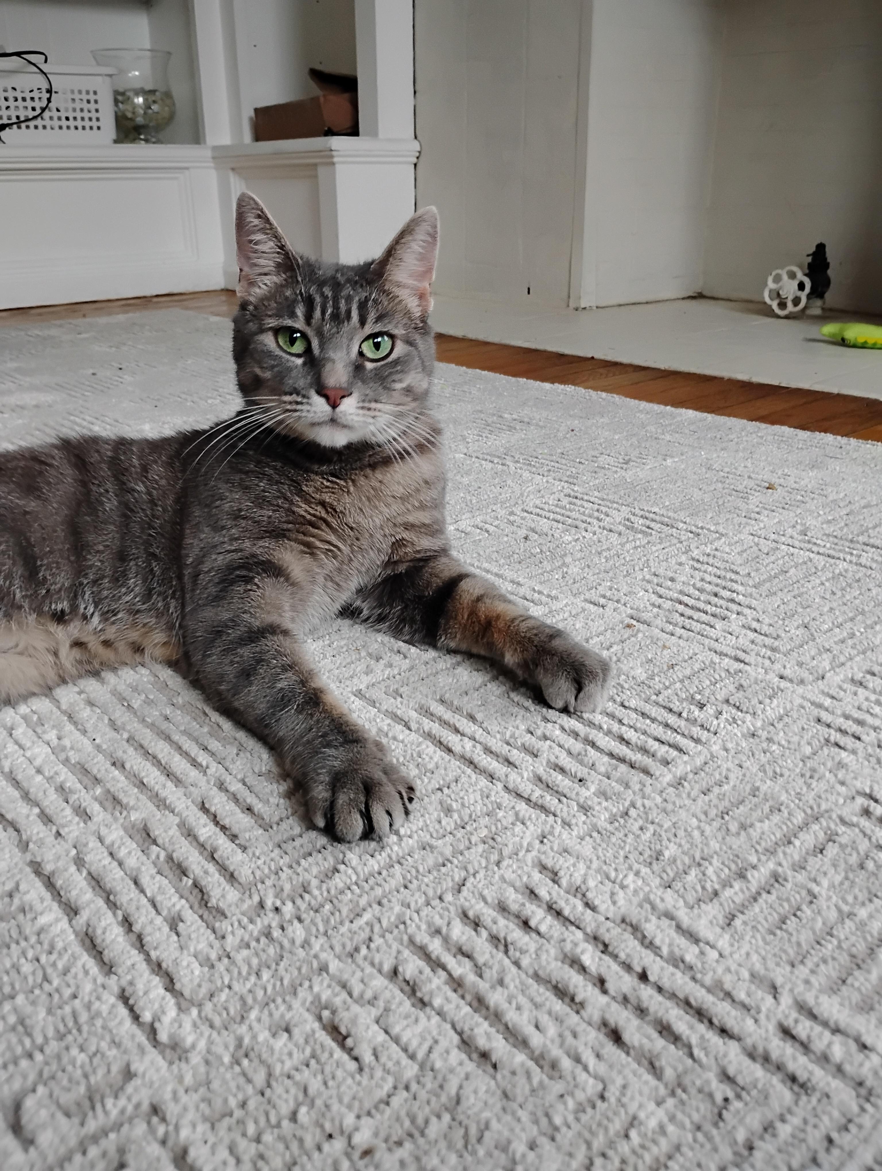 Enlarge Melody, a ADOPTABLE Domestic Short Hair in Rochester, NY image 4/4