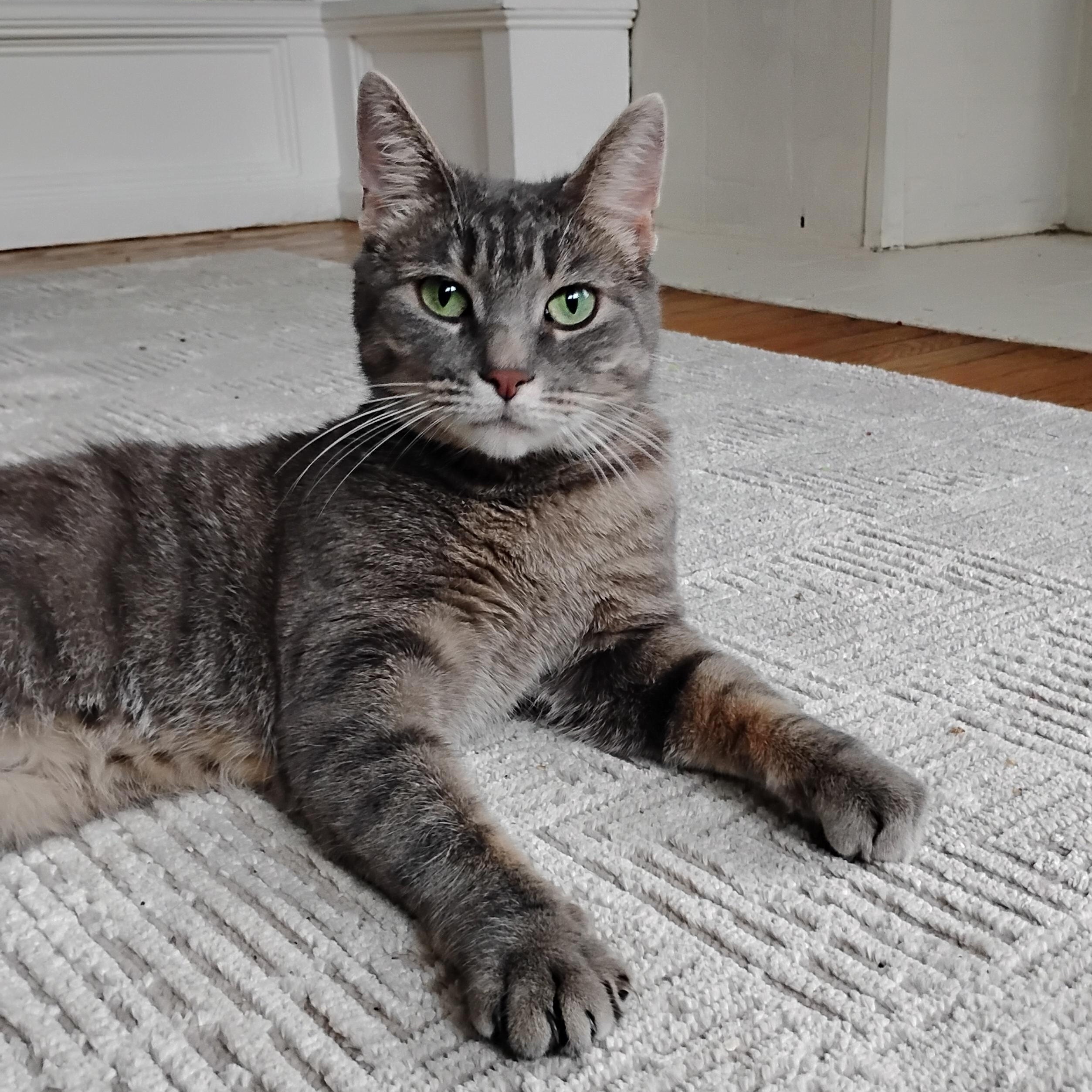Melody, a ADOPTABLE Domestic Short Hair in Rochester, NY image 3/4