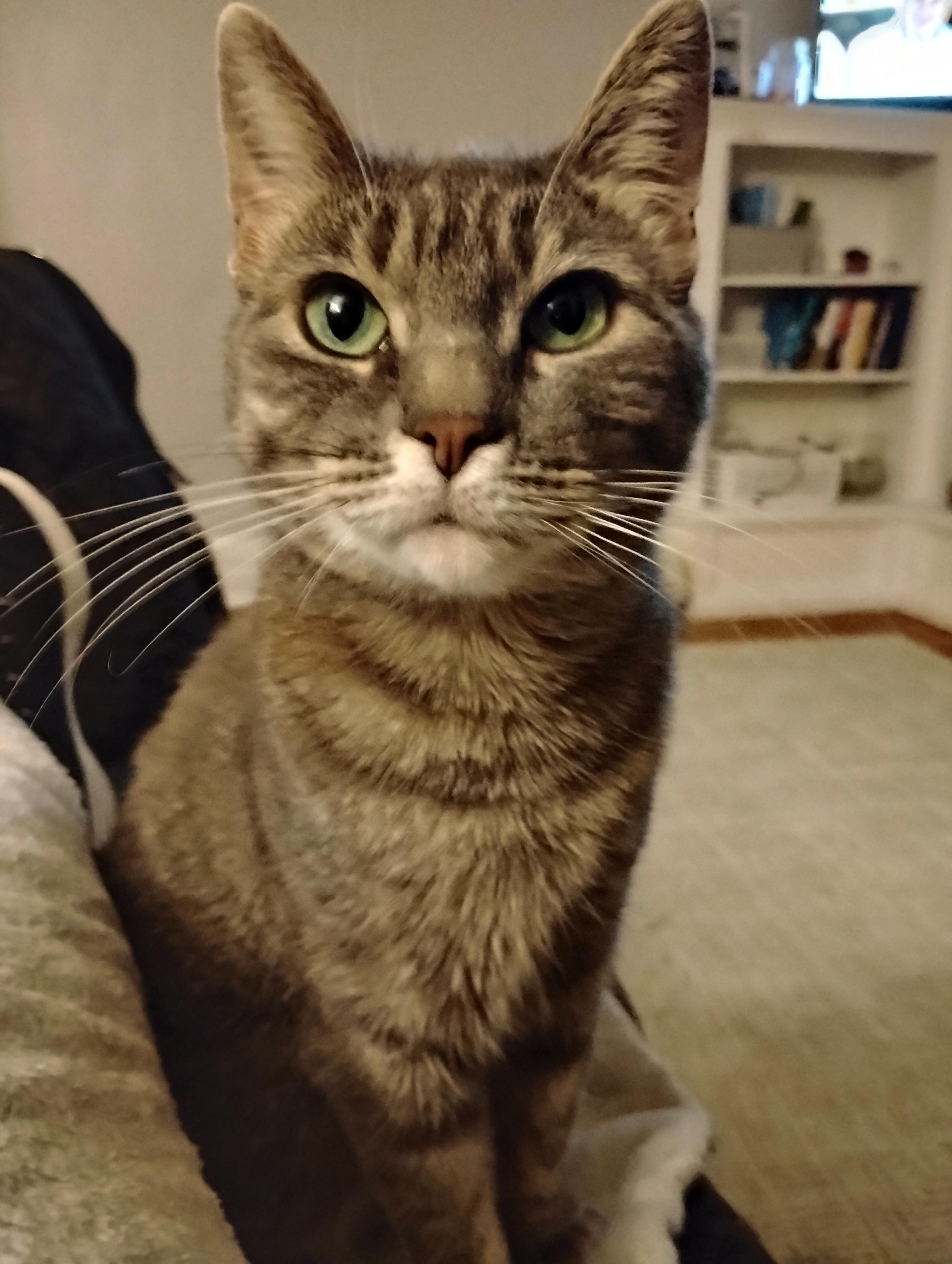 Enlarge Melody, a ADOPTABLE Domestic Short Hair in Rochester, NY image 1/4