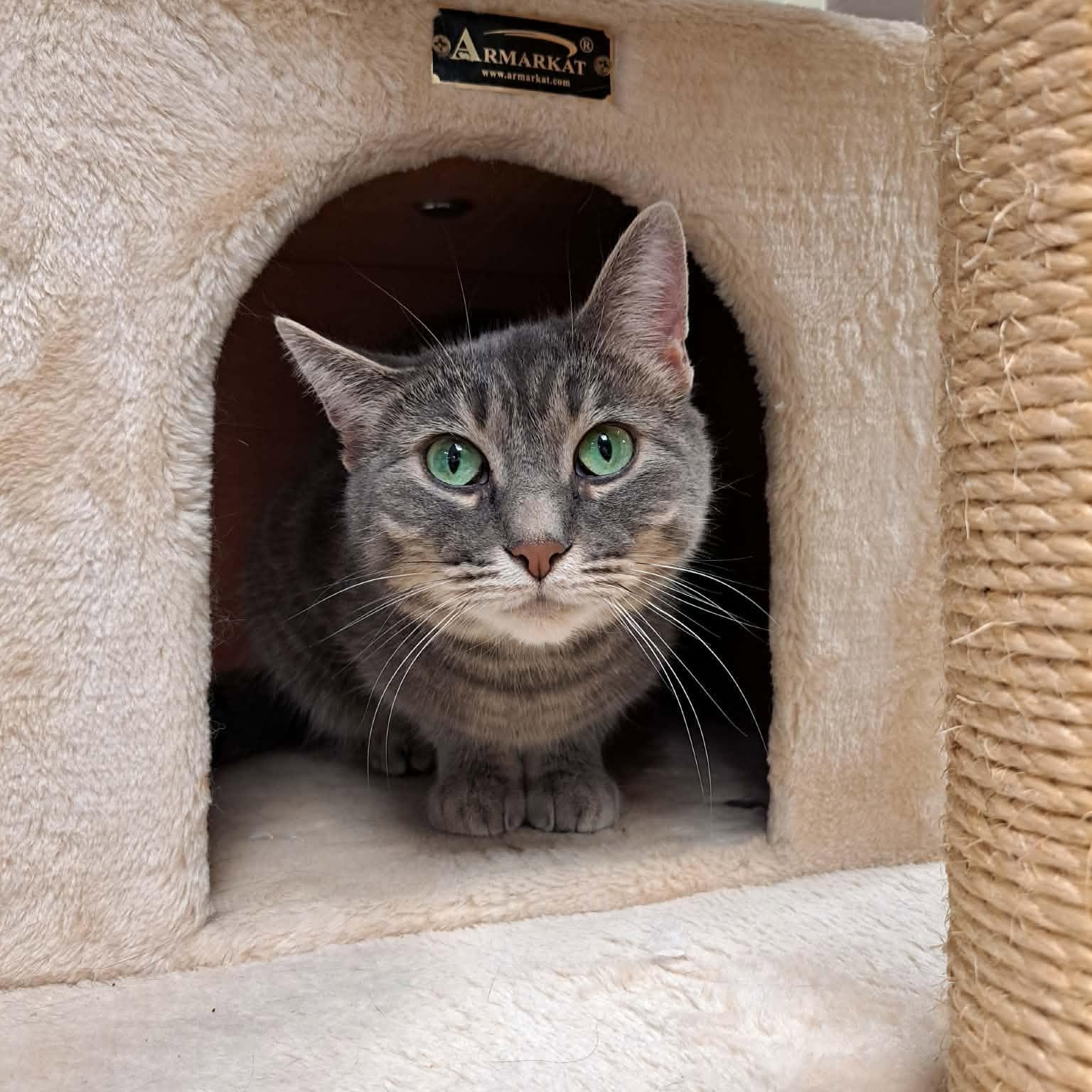 Melody, a ADOPTABLE Domestic Short Hair in Rochester, NY image 2/4
