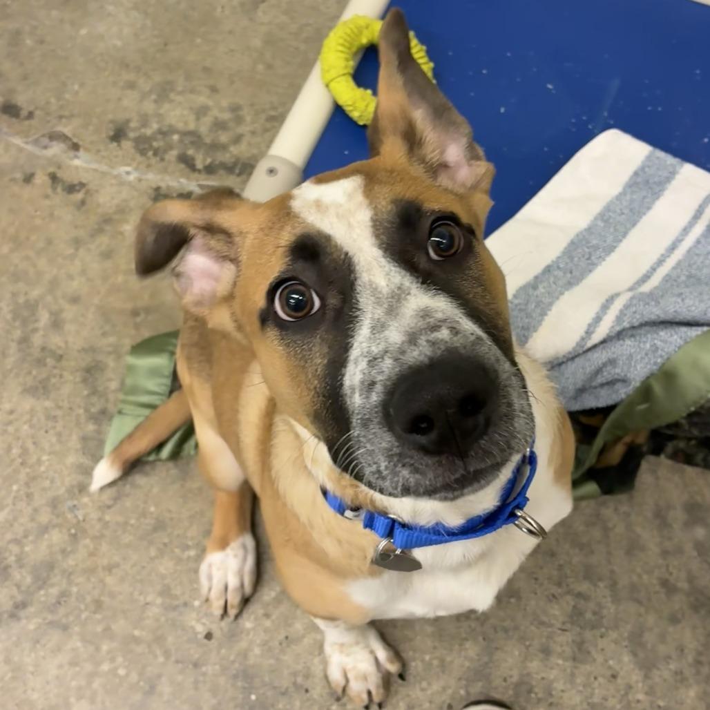 Enlarge Penelope, a Adoptable mixed breed in Woodinville, WA image 1/2