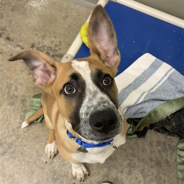 Enlarge Penelope, a Adoptable mixed breed in Woodinville, WA image 2/2