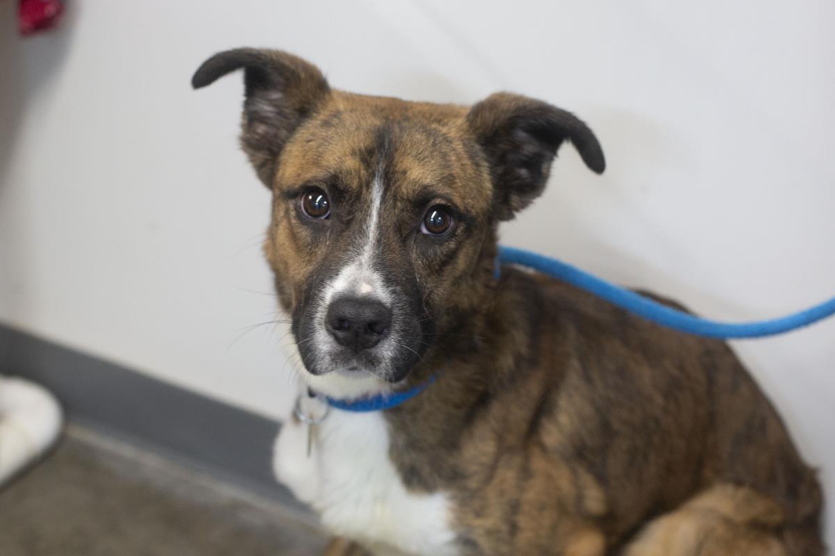 Enlarge Atlas, a Adoptable mixed breed in Mountain Home, AR image 1/1