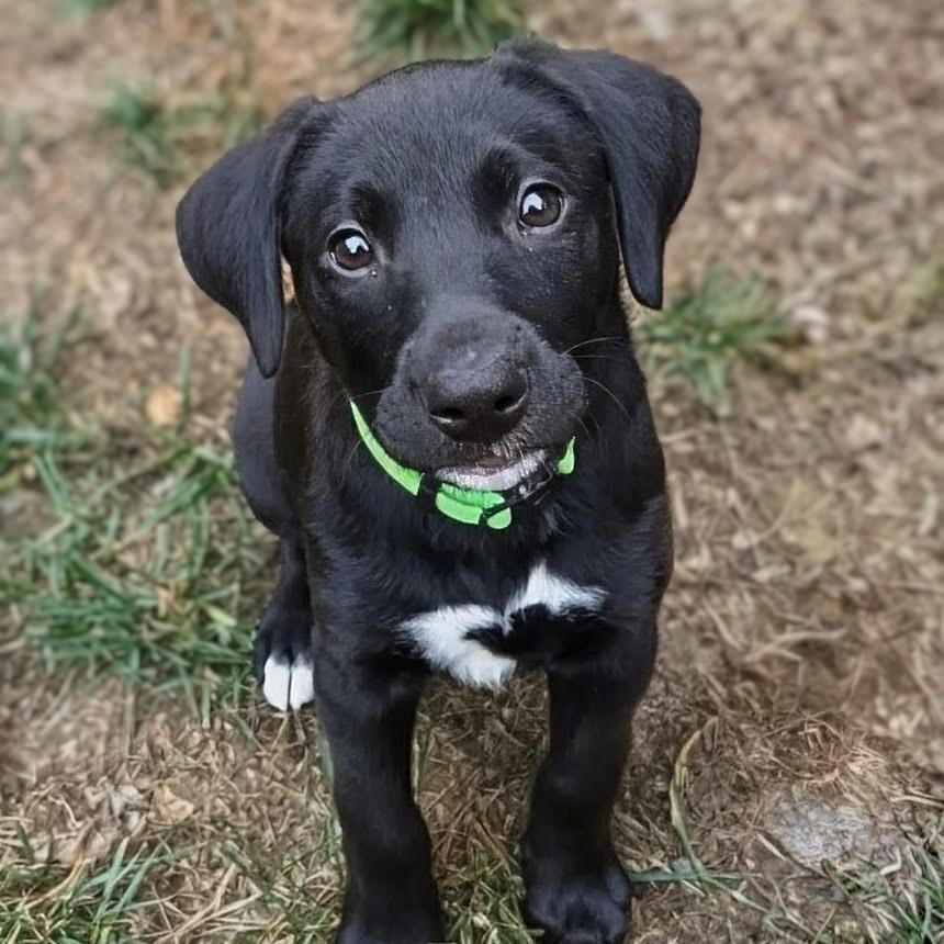 Squish, an adopted mixed breed in Potomac, MD image 1/6