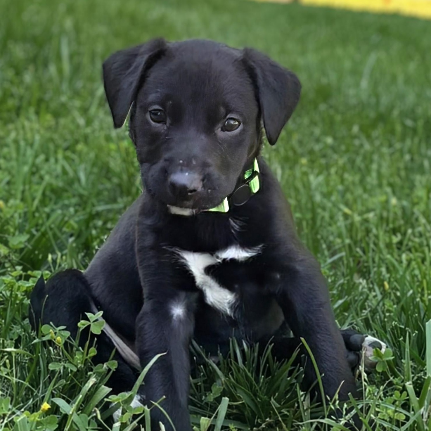 Squish, an adopted mixed breed in Potomac, MD image 4/6