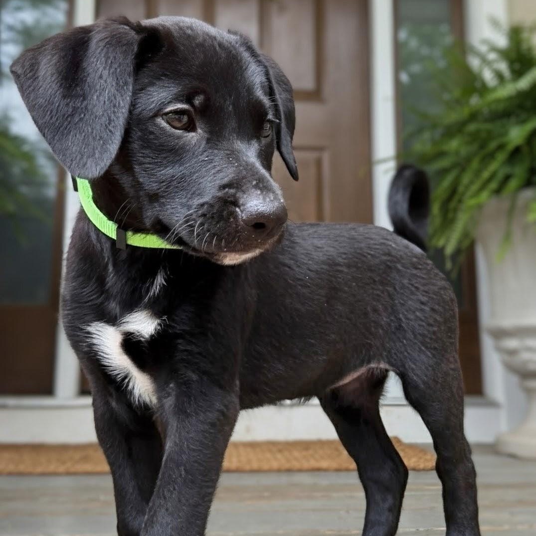 Squish, an adopted mixed breed in Potomac, MD image 2/6