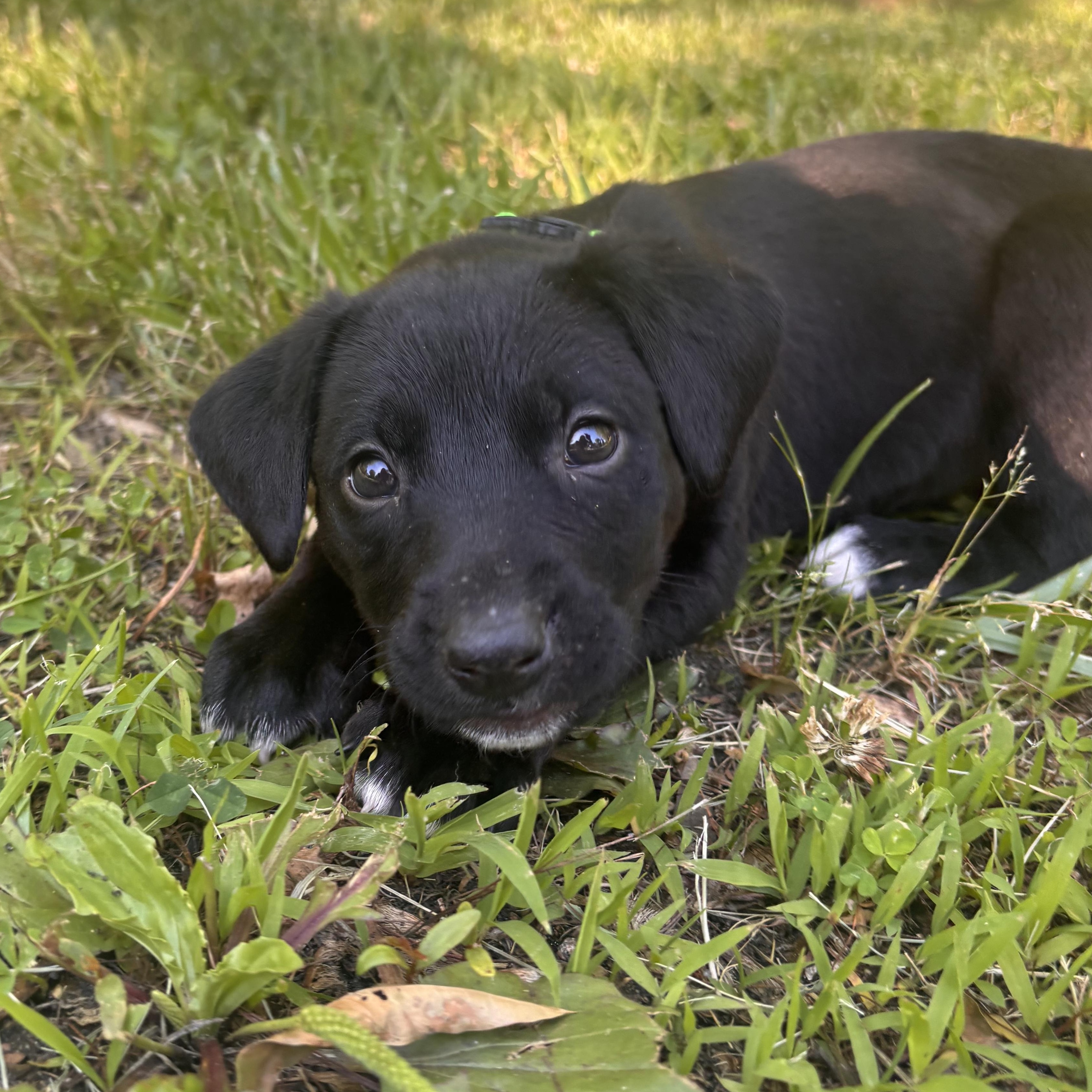 Squish, an adopted mixed breed in Potomac, MD image 5/6