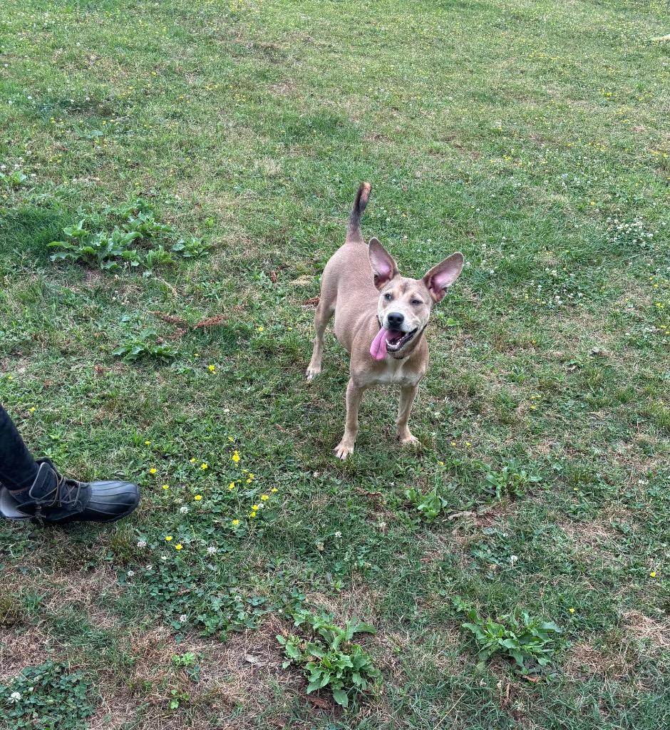 Mia Reyes, Adoptable, Young Female Shepherd.