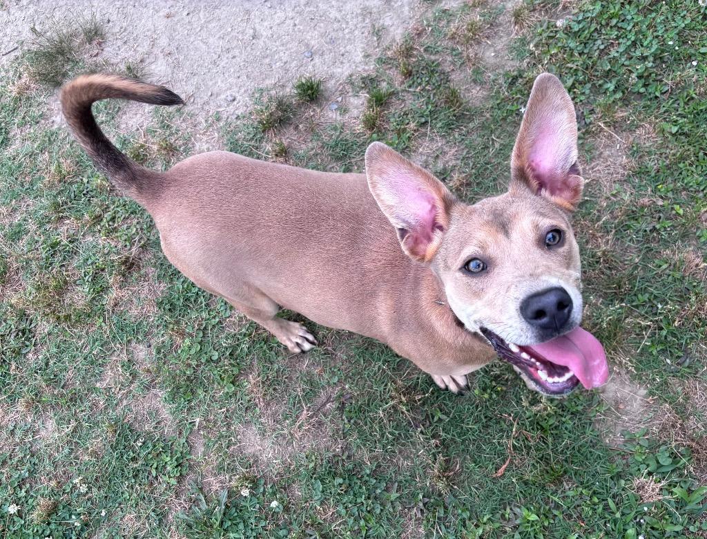 Mia Reyes, a Adoptable mixed breed in Little Rock, AR image 2/2