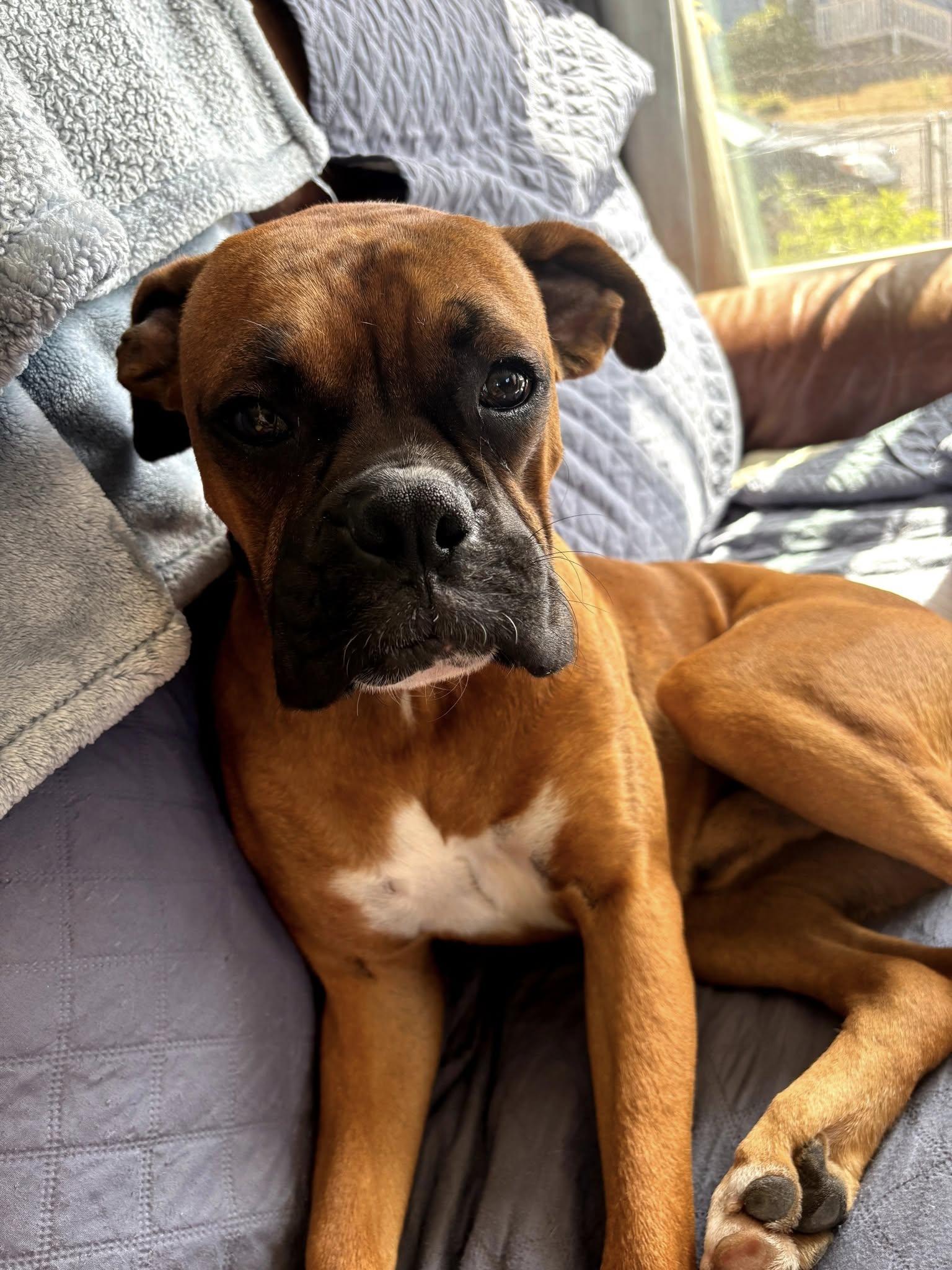 Enlarge Johnny 2025-2, a Adopted Boxer in Woodinville, WA image 1/1