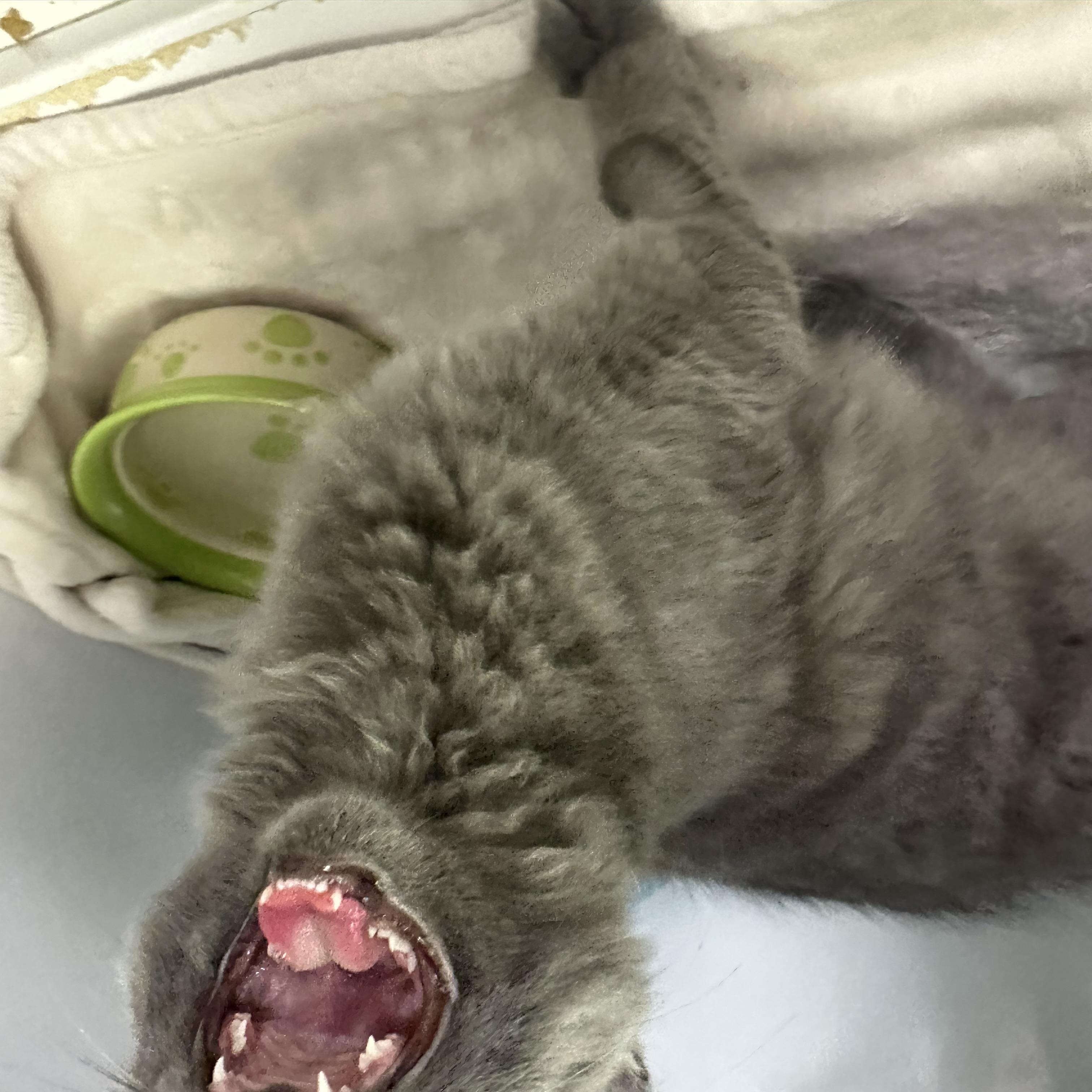Enlarge Talia, a Adopted Domestic Short Hair in Mission, BC image 3/3