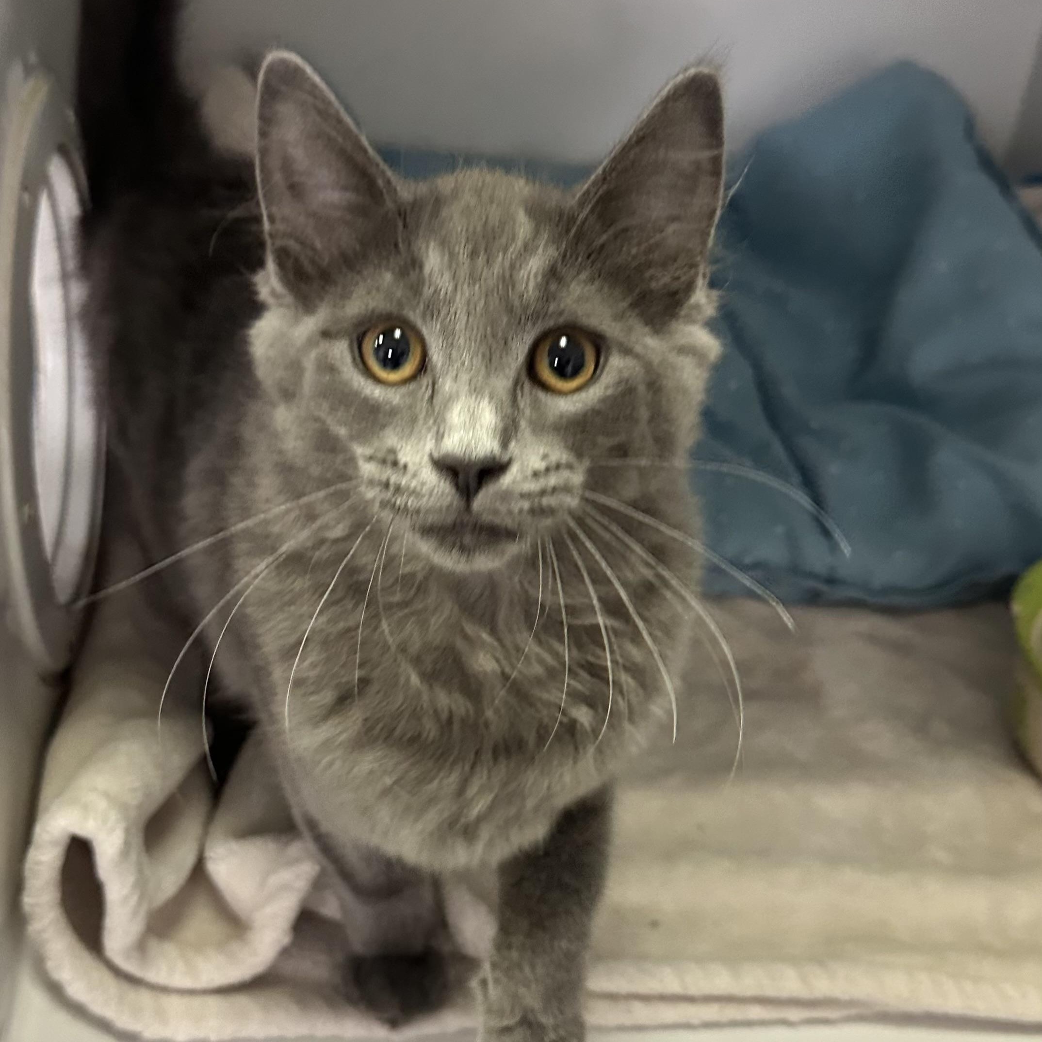 Enlarge Talia, a Adopted Domestic Short Hair in Mission, BC image 1/3