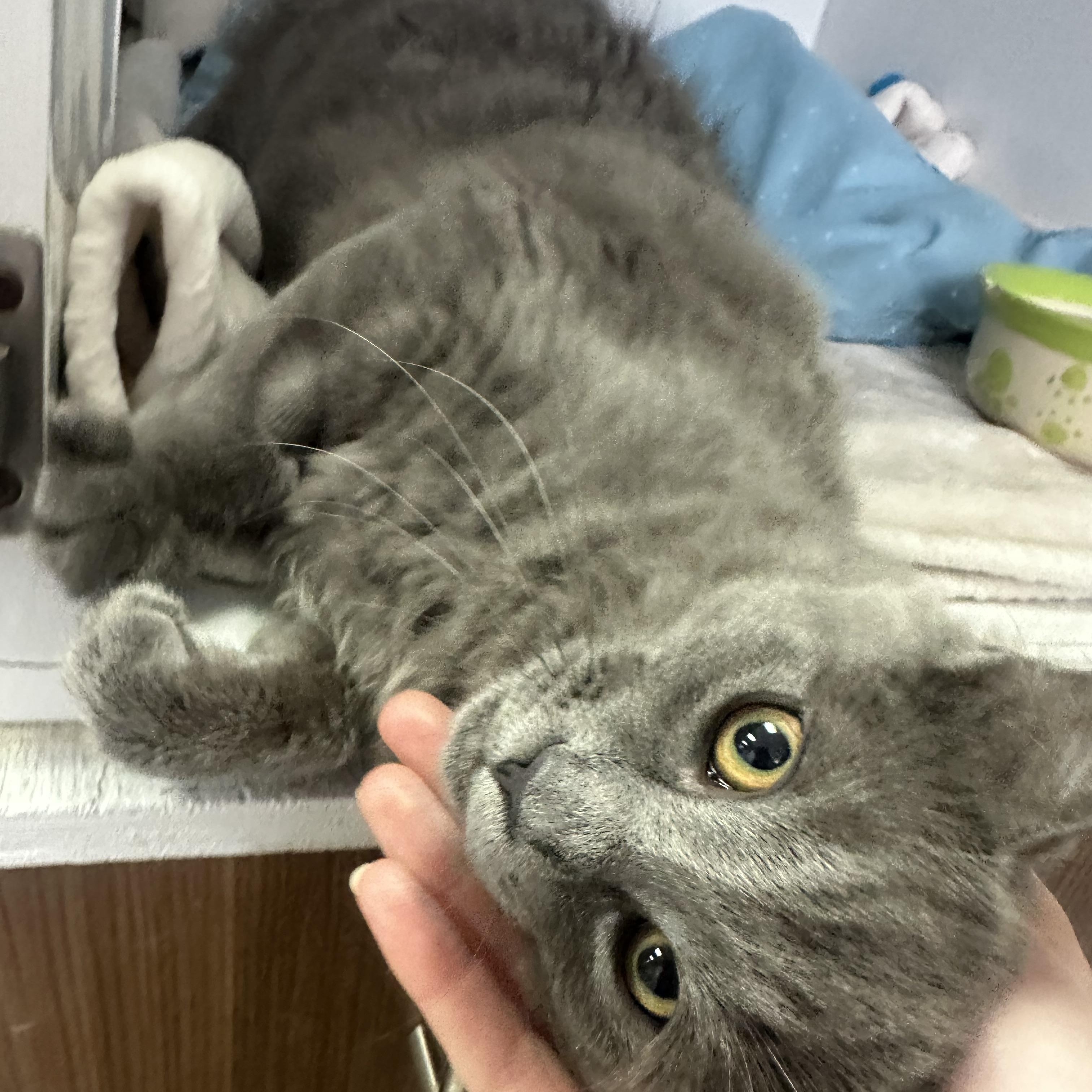 Enlarge Talia, a Adopted Domestic Short Hair in Mission, BC image 2/3