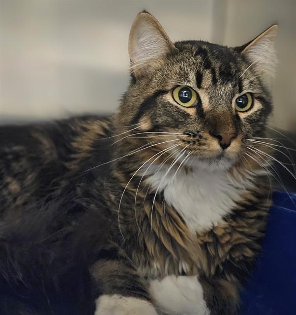 CANNELLINI*, Adoptable, Young Female Domestic Medium Hair.