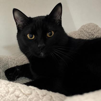 Catrick Swayze, Adopted, Adult Male Domestic Short Hair.