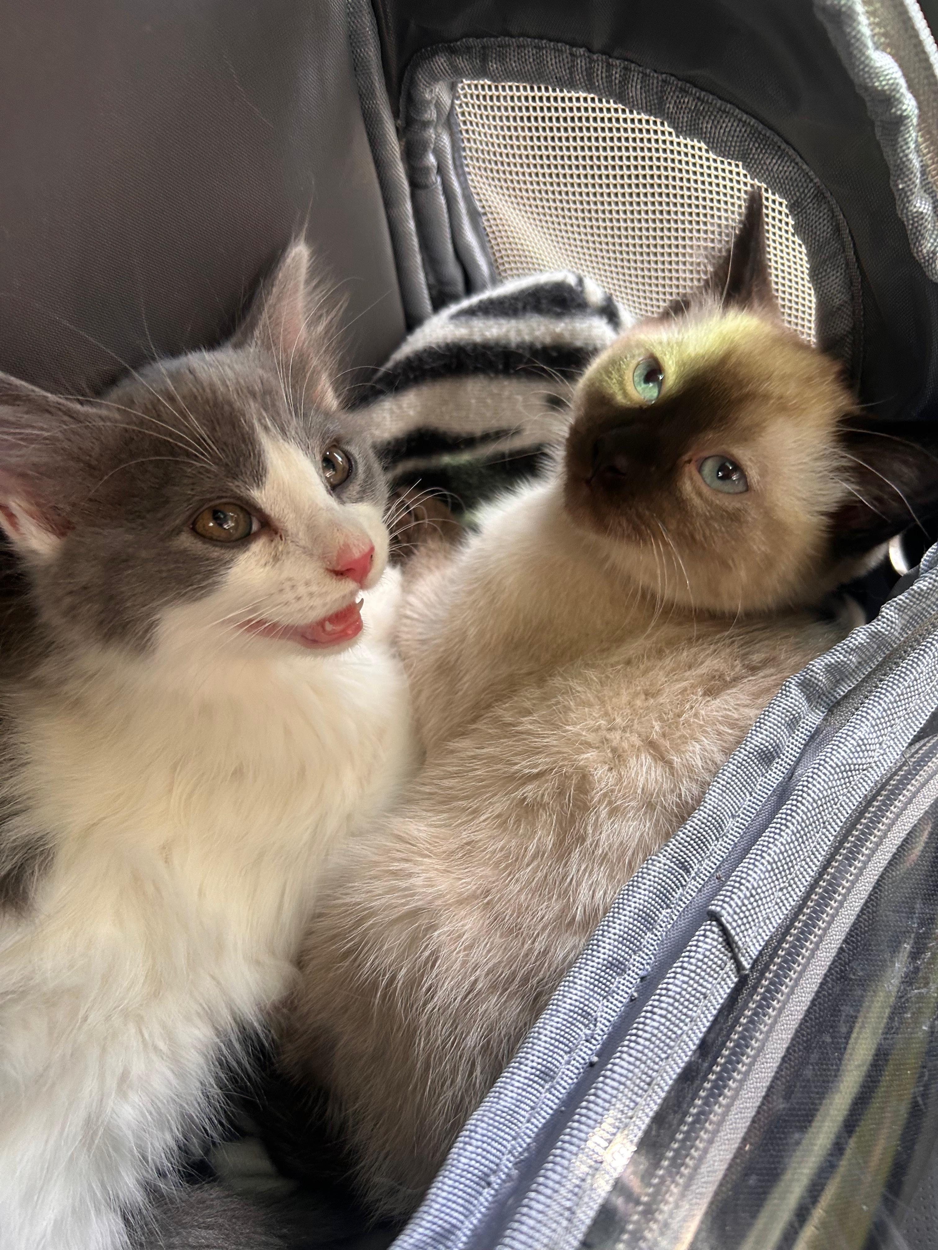 Azula, Adoptable, Kitten Female Siamese.