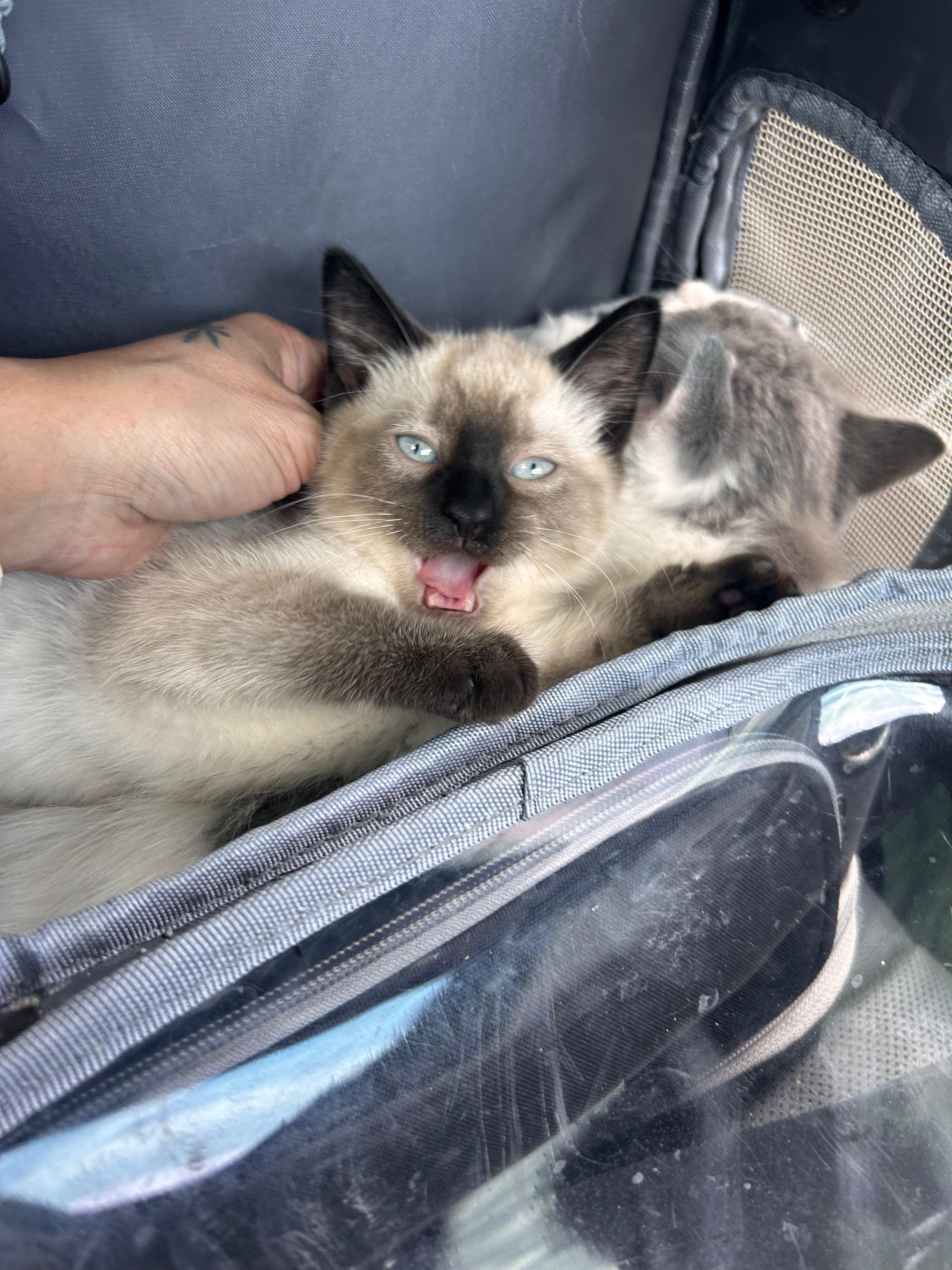 Enlarge Azula, a Adoptable Siamese in Jersey City, NJ image 2/6