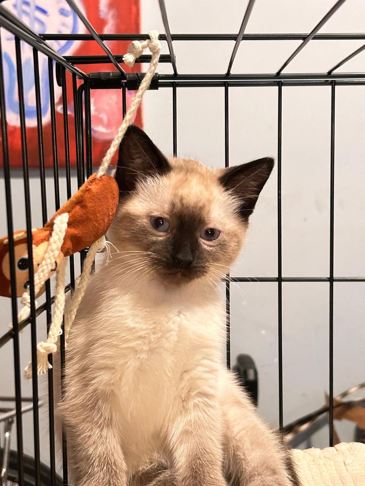 Enlarge Azula, a Adoptable Siamese in Jersey City, NJ image 3/6