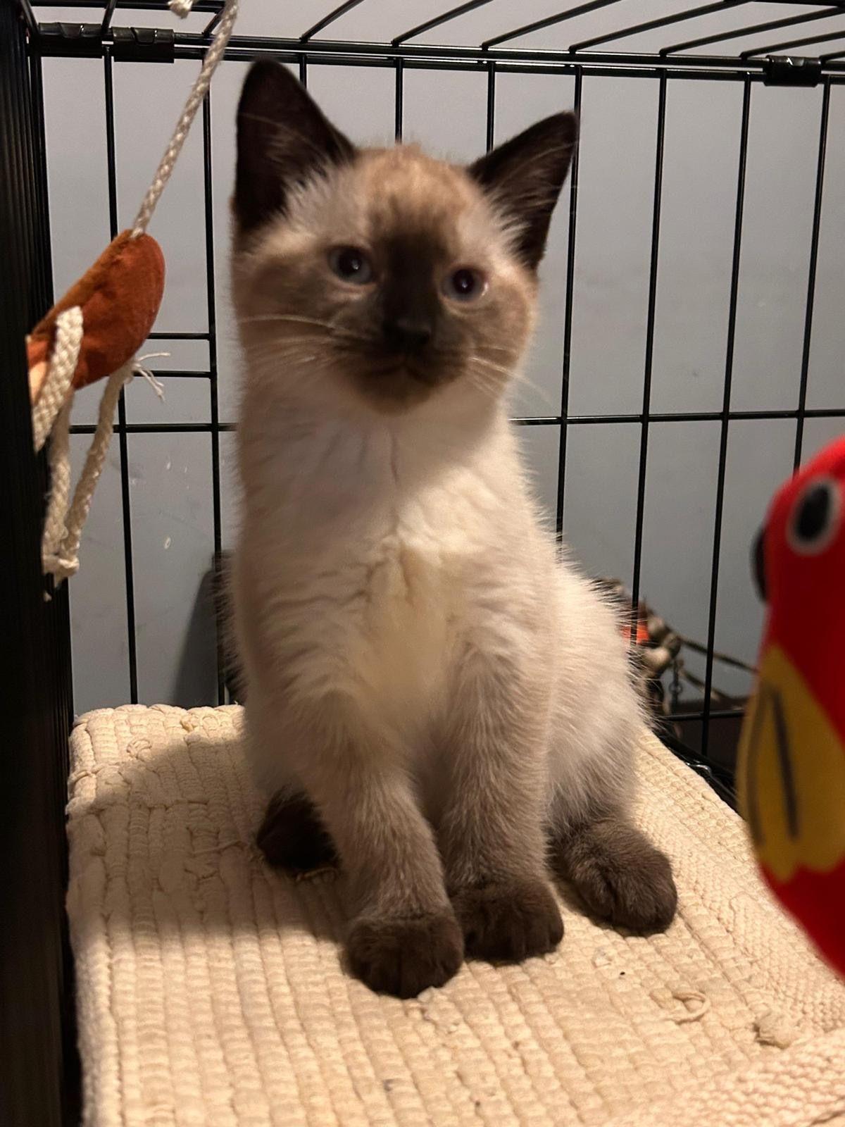 Enlarge Azula, a Adoptable Siamese in Jersey City, NJ image 4/6