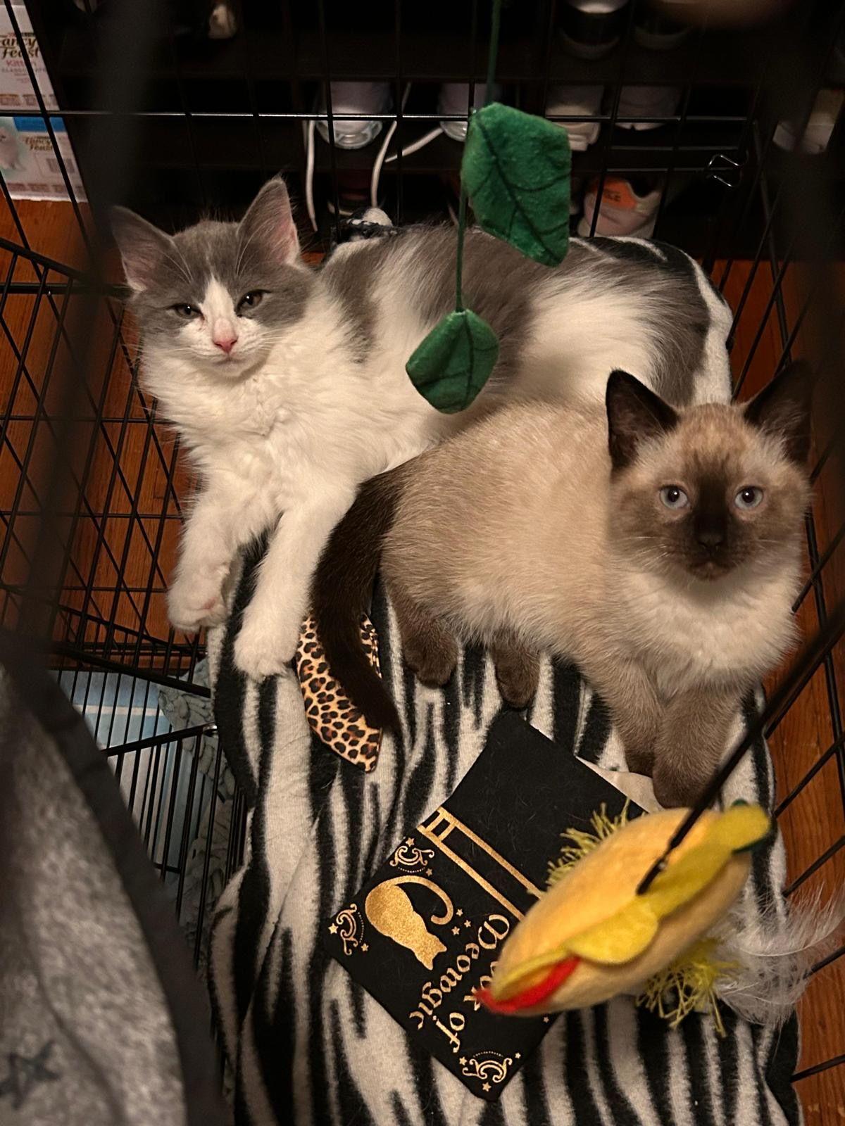 Enlarge Azula, a Adoptable Siamese in Jersey City, NJ image 5/6