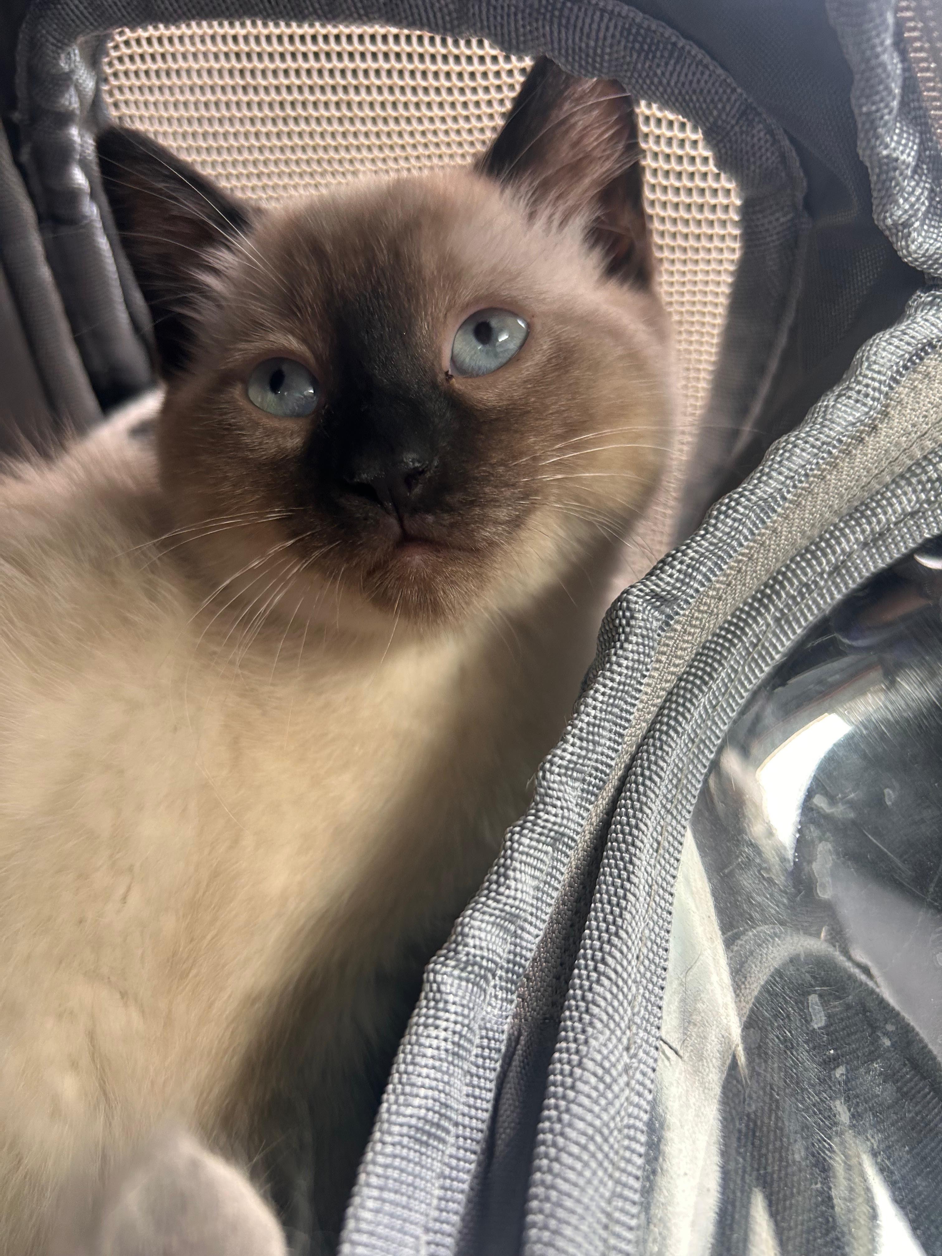 Enlarge Azula, a Adoptable Siamese in Jersey City, NJ image 6/6