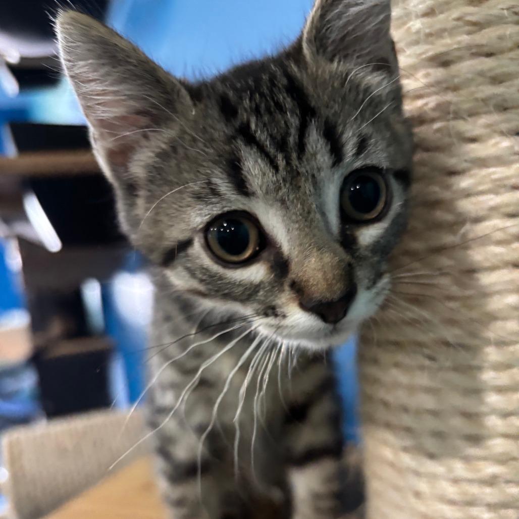 Bambino, Adoptable, Kitten Male Domestic Short Hair.