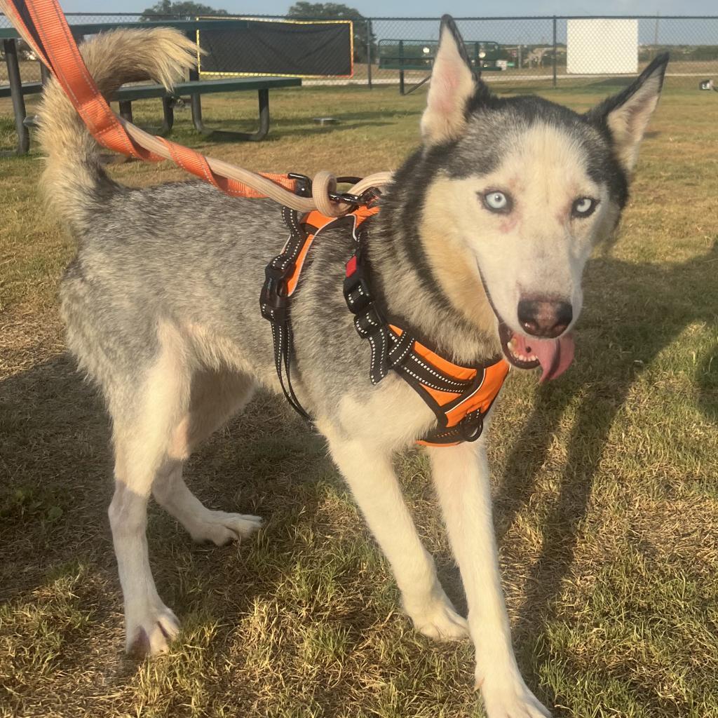 Dakota, Adoptable, Adult Female Husky.
