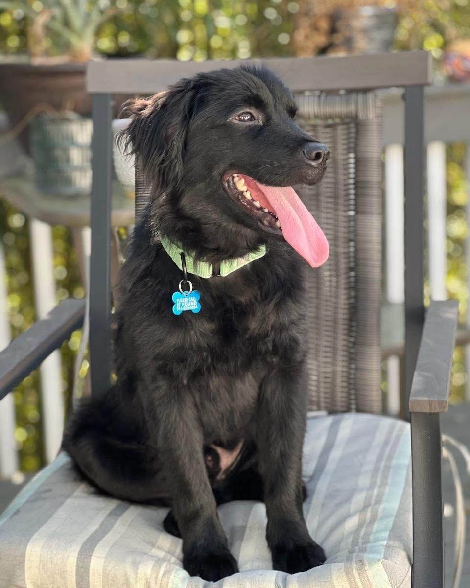 Enlarge Griffon, an adopted mixed breed in Wappingers Falls, NY image 1/4