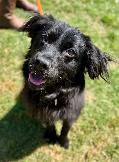 Enlarge Griffon, an adopted mixed breed in Wappingers Falls, NY image 2/4