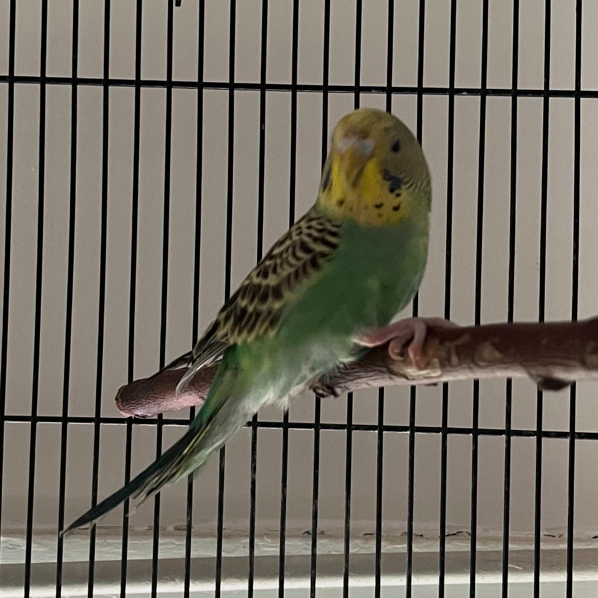 Enlarge Franky, an adopted Parakeet (Other) in Norwalk, CT image 1/1