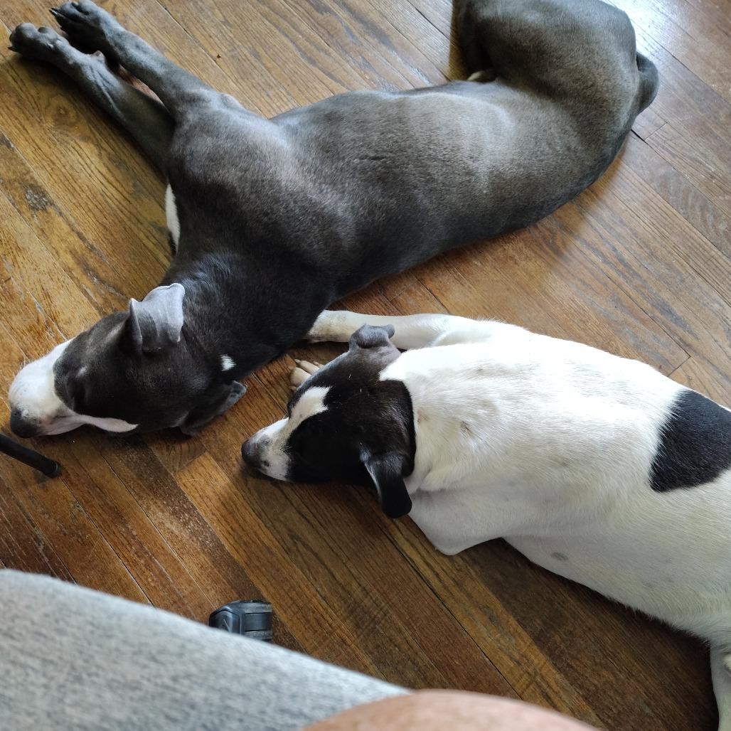 Enlarge Shadow, a Adoptable mixed breed in Columbia, MO image 1/6