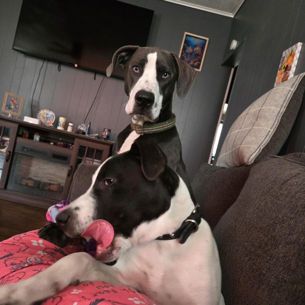 Enlarge Shadow, a Adoptable mixed breed in Columbia, MO image 2/6