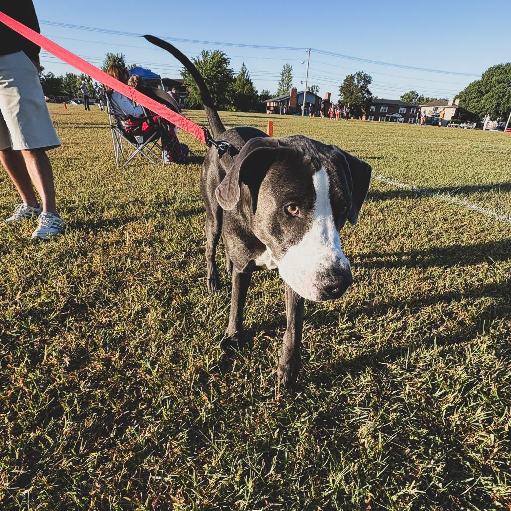 Enlarge Shadow, a Adoptable mixed breed in Columbia, MO image 3/6