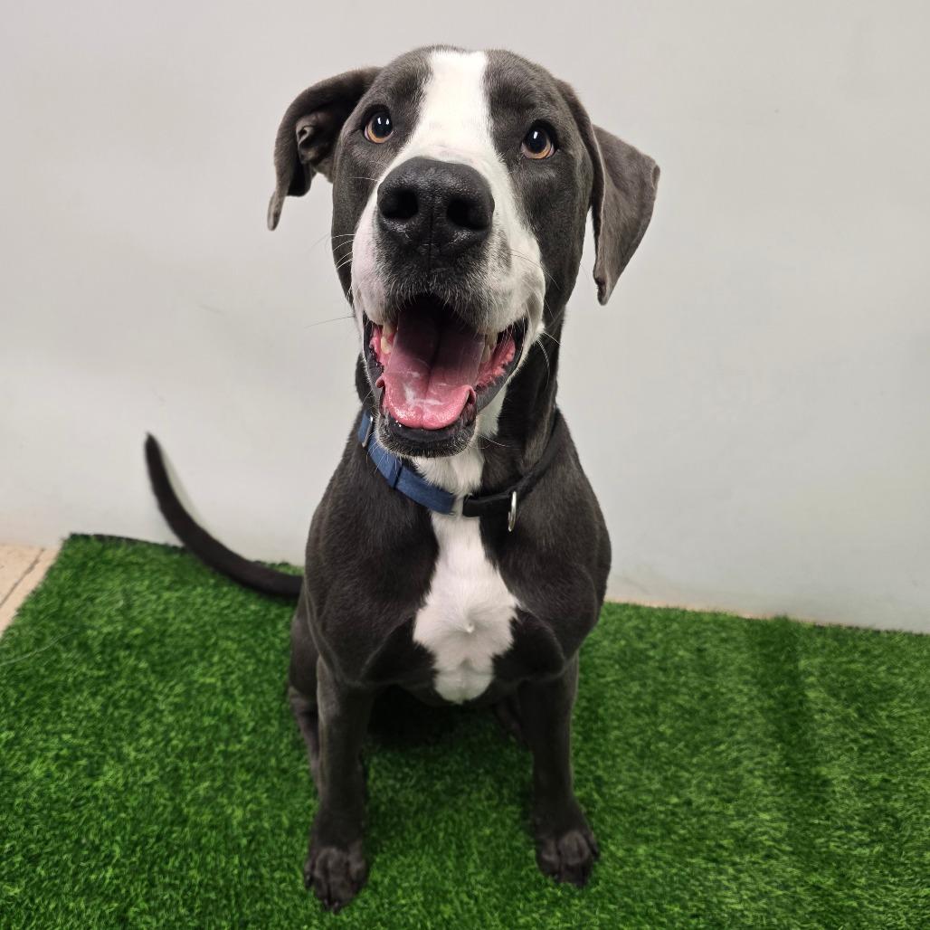 Enlarge Shadow, a Adoptable mixed breed in Columbia, MO image 4/6